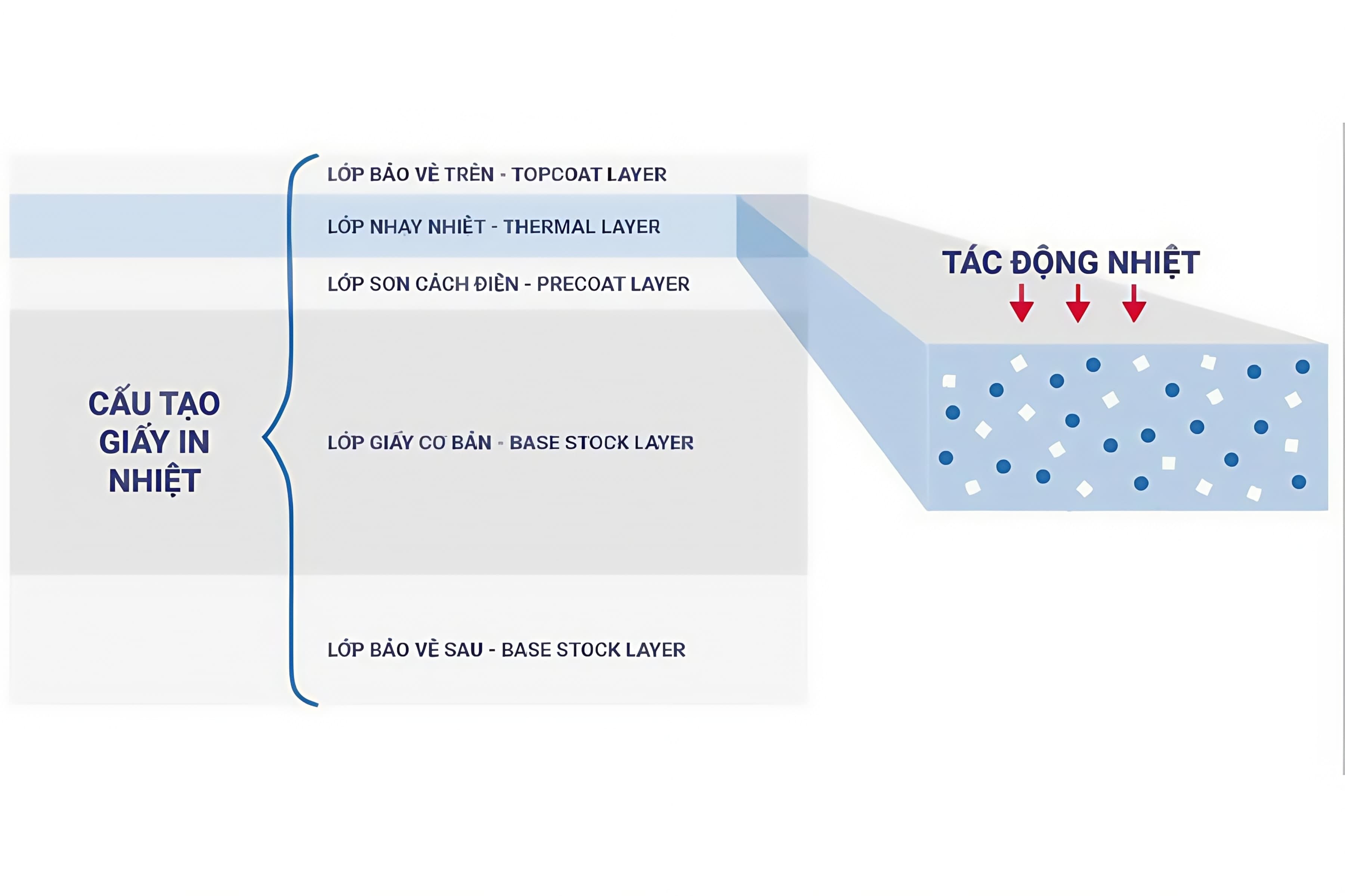 Ảnh: Cấu tạo giấy in nhiệt và lớp phủ phản ứng với nhiệt